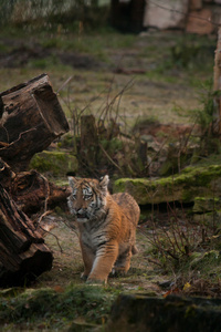 走在丛林里的可爱的虎崽图片