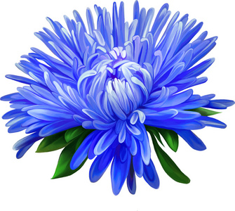 蓝色翠菊花卉