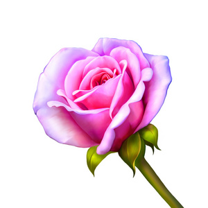孤立在白色背景上的粉红色玫瑰花卉