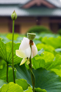 白莲花朵鲜花，盛开在寺