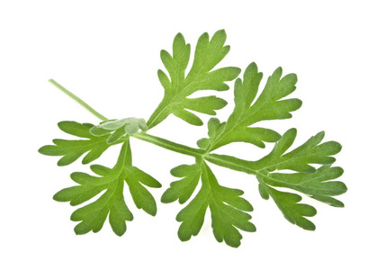 艾蒿在白色背景上在白色背景上的药用艾草的小枝.山艾树 spr照片