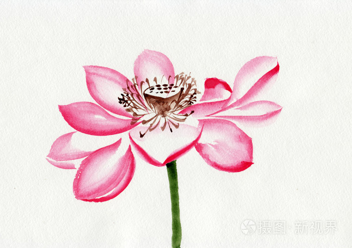 莲花花水彩画照片 正版商用图片0v9xle 摄图新视界