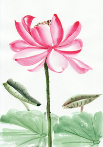 莲花花水彩画照片