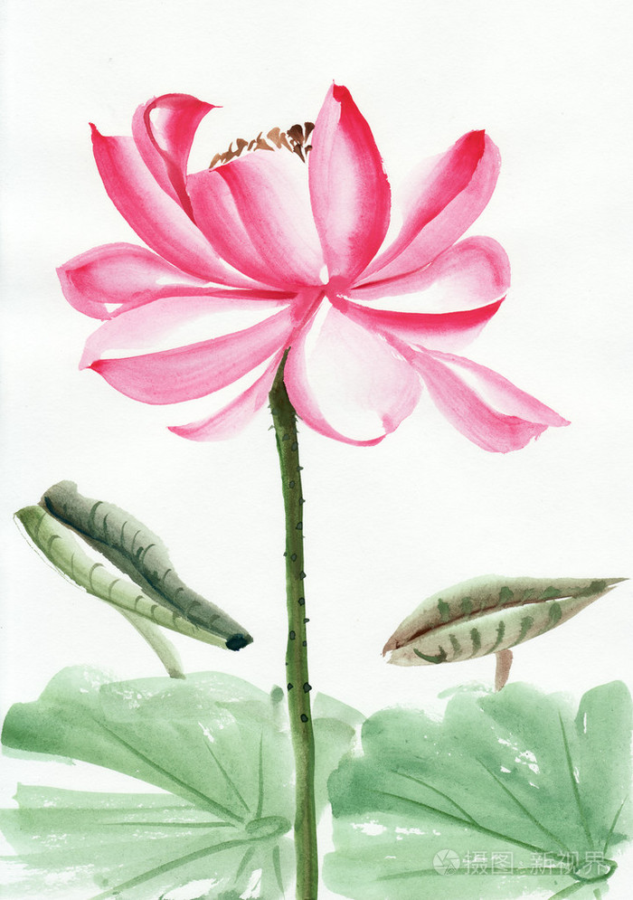 莲花花水彩画照片 正版商用图片0v9xtv 摄图新视界 莲花花水彩画照片 正版商用图片0v9xtv 摄图新视界