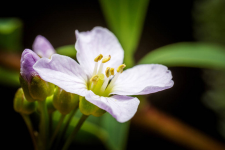 白色的小花