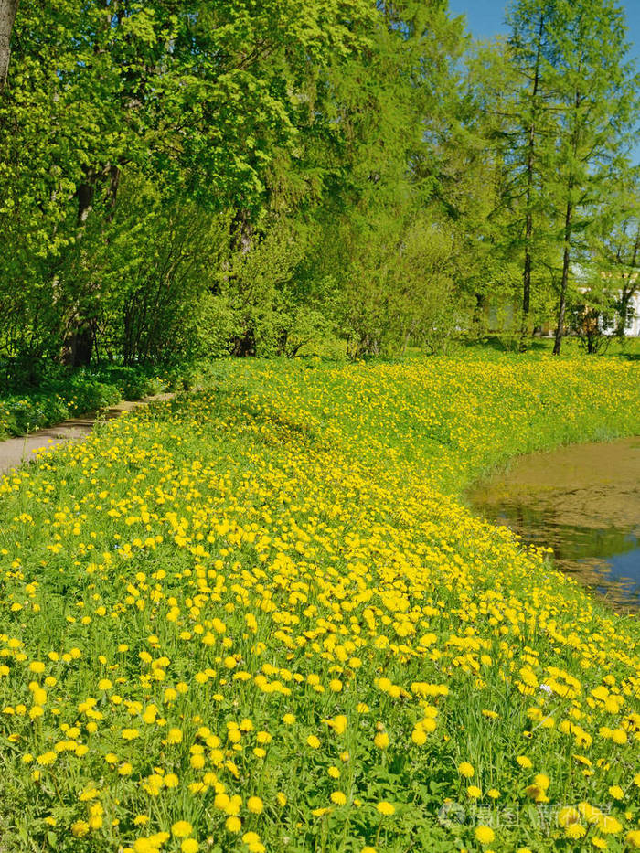 在春天的自然景观