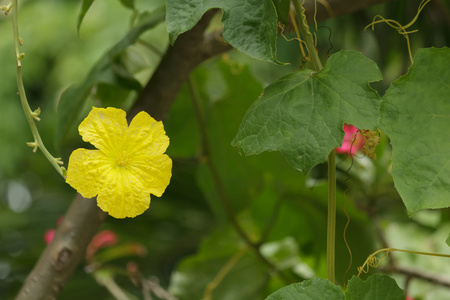 西葫芦花