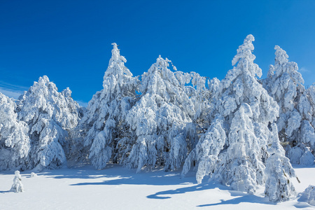 冰天雪地的冬季森林