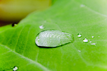 芋香芋叶上的水滴