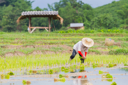 亚洲农民工作稻稻田，Thailandhail