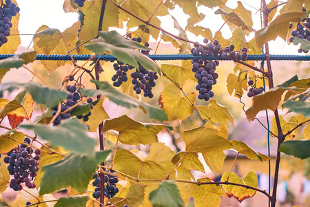 在秋天葡萄园的葡萄