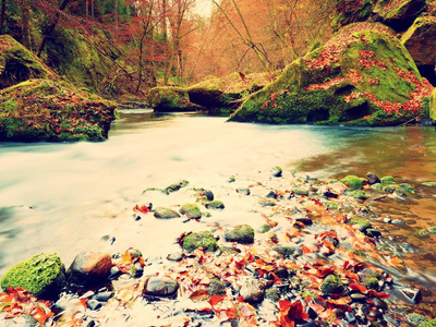 石质银行秋季山区河流由橙色山毛榉的叶子。新鲜的彩色的叶子