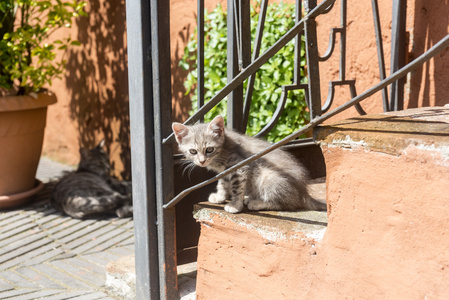 Corchiano 意大利。猫