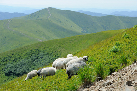 羊山