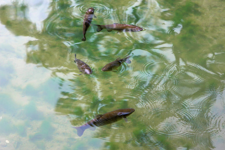 五条鱼在美丽干净的水摄影图