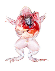 人体内脏器官解剖模型,用于医学教育在白色背景上孤立的生猪肉心青蛙