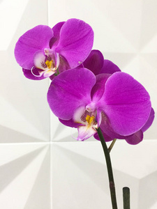 白色背景的紫色兰花