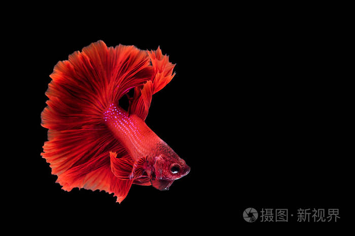 红色暹罗斗鱼斗鱼上孤立的黑色背景