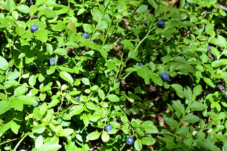 丛蓝莓森林