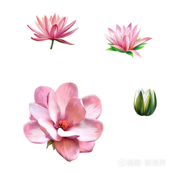 粉红色的玉兰花，粉红色的花，春天的花朵。莲花，白色背景上的水百合花卉分离