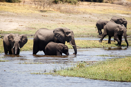 大象   乔贝河，博茨瓦纳非洲