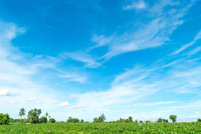 蓝蓝的天空和云树风景背景