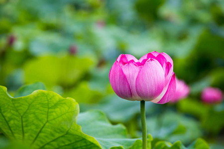 粉红色莲花花特写