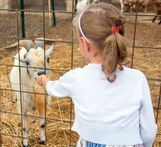 饲喂山羊在农场的小女孩