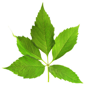 帝王蝶上绿色的叶子上的粉红色花向日葵的蓝蓝的天空背景上大黄蜂上花