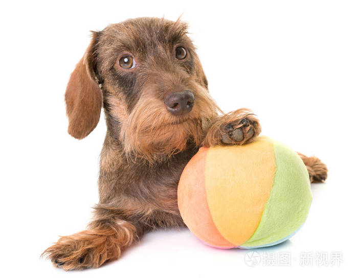 kaninchen刚毛腊肠