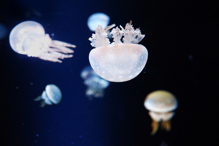 在水族馆的果冻鱼