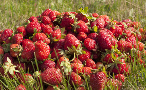 新鲜的草莓照片