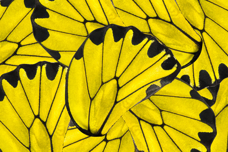 黄色和黑色背景的黄裳凤蝶图片