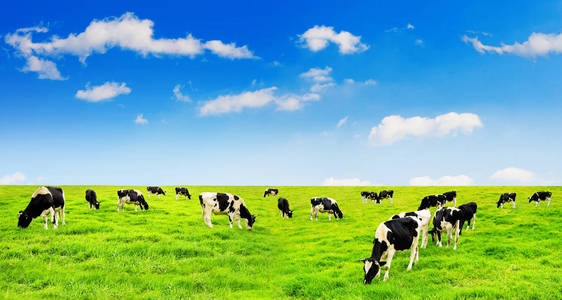 奶牛在绿色的田野和蓝蓝的天空上