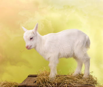 迷你白山羊照片