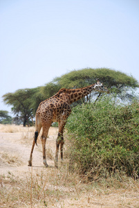 鲁阿哈公园在坦桑尼亚非洲野生动物园的一天