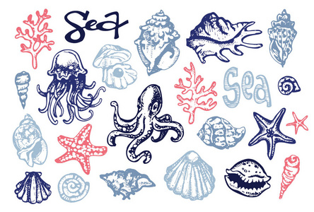 手绘涂鸦海插图。壳。海底