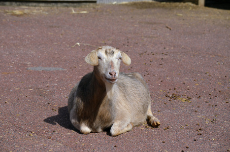 棕色小山羊图片