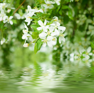 苹果树花