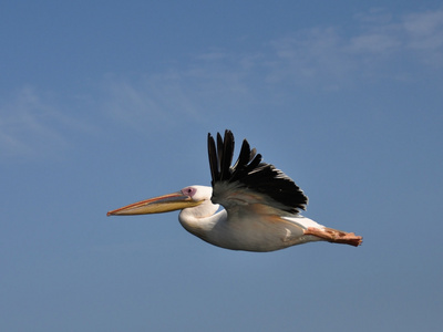 蓝色白鹈鹕图片-蓝色白鹈鹕素材-蓝色白鹈鹕插画-摄图新视界