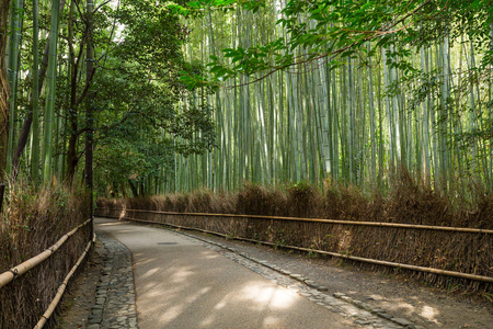 绿竹林在日本