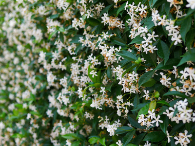 对冲茉莉花