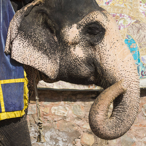 装饰大象在 Jaleb Chowk 在琥珀堡在斋浦尔，英蒂
