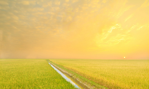 稻田阳光稻田雾与太阳在早晨的阳光照片