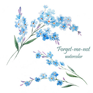 勿忘我干花图片