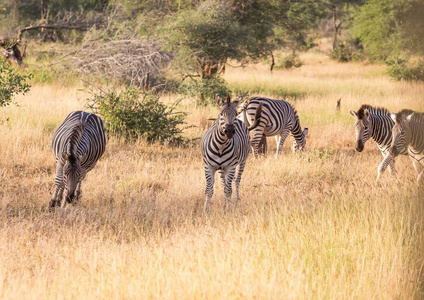 平原斑马在南非的克鲁格国家公园