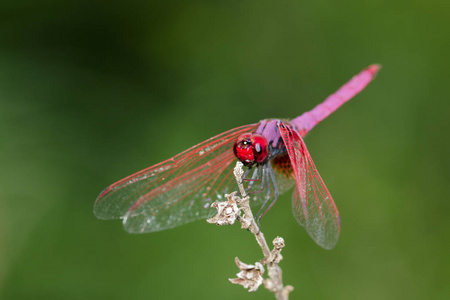 一只蜻蜓 Trithemis 极光 对自然背景的图像。在