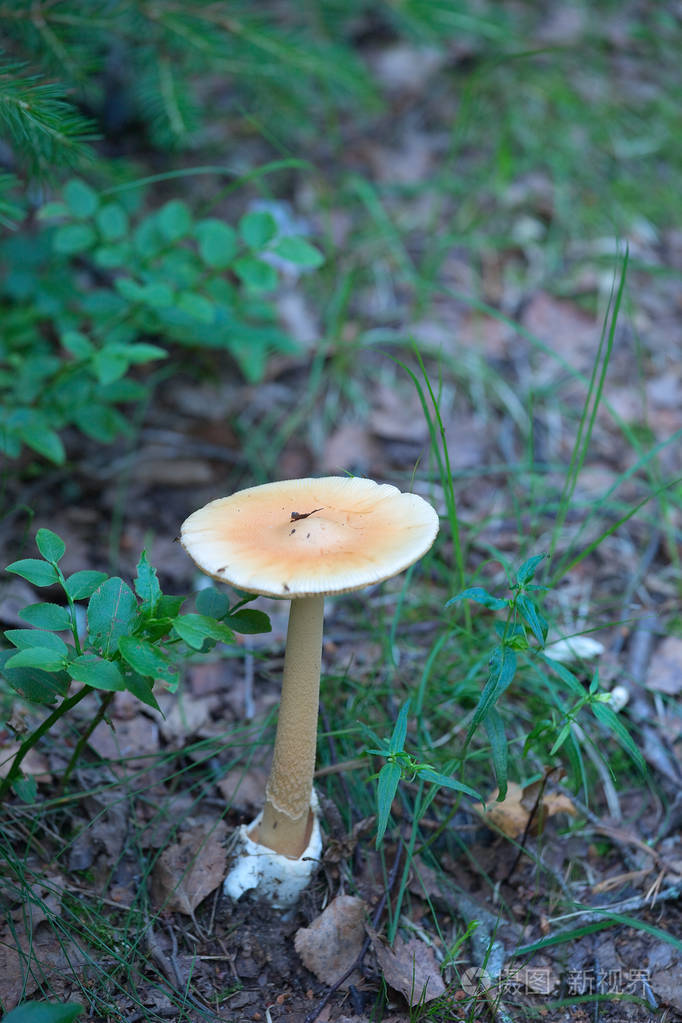 鹅膏菌大黄鱼蘑菇