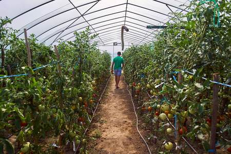 白种人农民采摘新鲜的西红柿