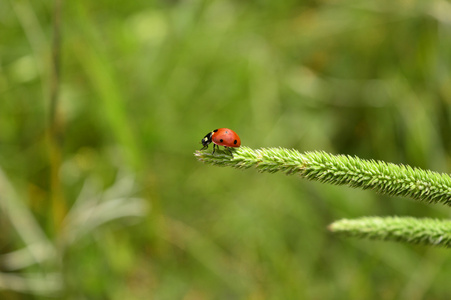 那位女士的 bug